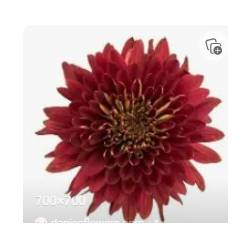 Uniflor Col. Cremon Red