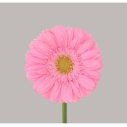 Gerbera Mini Hol. Kirstey Rs. "T20"