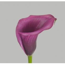 Calla Durban 40cm Vio.