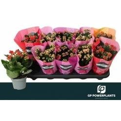 P. Kalanchoe B Ge Perf 4KL 10.5/24cm "CC10"