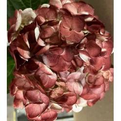 Hortensia Select Tint. Royal Burgundy 60cm �15/16