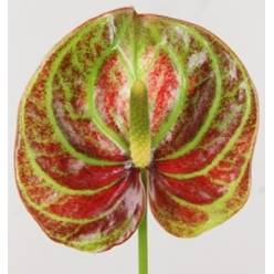 Anthurium Hol. Caribean �13  "CC12"