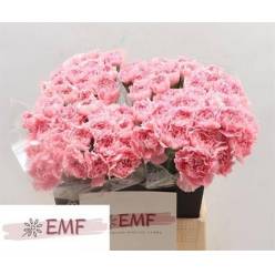 Clavel Hol. 45cm Julia