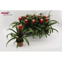 P. Guzmania Hope 12/35cm x10