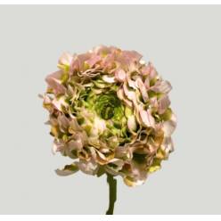 Ranunculos Italia Pon Pon Pink 45cm