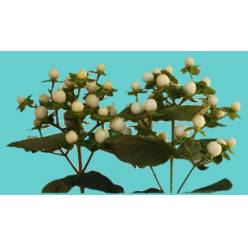 Hypericum Ecu. Cool Romance 50cm "T25" Bl. (7 Dias - 2�)