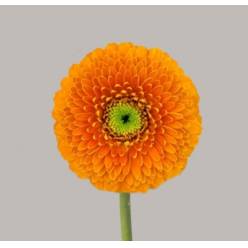 Gerbera Mini Hol. Bolero Rajaraja "T20"