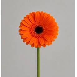 Gerbera Mini Hol. Nemo "T20"