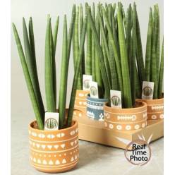 P. Sanseviera Cylindrica 10.5/40cm "CC6" -Maceta ceramica-