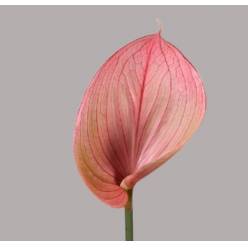 Anthurium Hol. Scoop �15  "CC10"