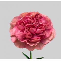 Clavel Col. Standar Dorotea