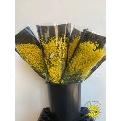 Mimosa Italia Mirandole 60cm 150gr