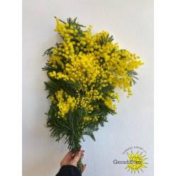 Mimosa Italia Turner 60cm 400gr