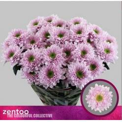 Margarita Hol. Commander Pink 95gr