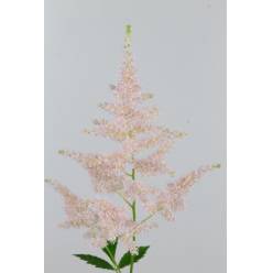 Astilbe Europa 50cm (7 Dias - 2�)