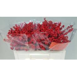 Ilex Verticillata 50cm (7 Dias - 2�)