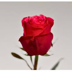 Rosa Ecu. Cherry Oh 50cm (7 Dias - 2�)