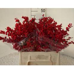 Ilex Verticillata 40cm (7 Dias - 2�)