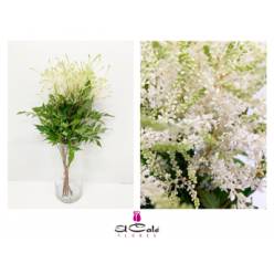 Astilbe Whasingthon 45cm (7 Dias - 2�)