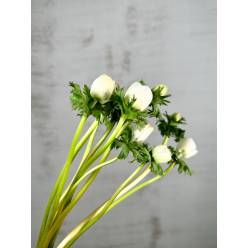 Anemona Hol. Coronaria Mar Panda 35cm Bl (7 Dias - 2�)