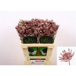 Astrantia Star Of Africa 70cm "T25" (7 Dias - 2�)