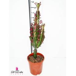 P. Euphorbia Trigona Rubra 17/90cm x6