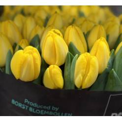 Tulipan Hol. Antarctica Sun 40cm Am.