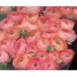 Ranunculos Italia "Cloni Extra" Salmon 45cm