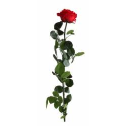 Rosa Preservada Verdissimo Premium Rojo Granel �5.5x55Hcm