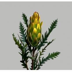 Protea Cynaroides Artificial 75cm