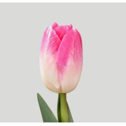 Tulipan Hol. Florence 40cm Bic.