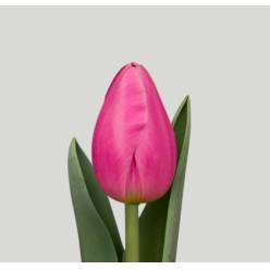 Tulipan Hol. Jumbo Pink 45cm