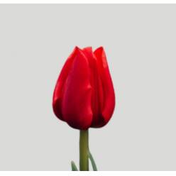 Tulipan Hol. Red Passion 40cm