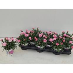 P. Clavel/Dianthus Hol. I Love You 10.5/20cm "CC12"