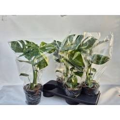 P. Monstera Del Thai Co 17/50cm x4