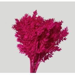 Wild Ruscus Estabilizado Fucsia 70cm