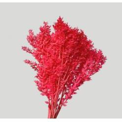 Wild Ruscus Estabilizado Flamingo 70cm