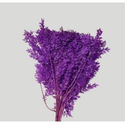 Wild Ruscus Estabilizado Milka 70cm