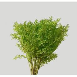 Wild Ruscus Estabilizado Mint 70cm