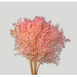 Wild Ruscus Estabilizado Ligth Pink 70cm