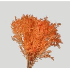 Wild Ruscus Estabilizado Salmon 70cm