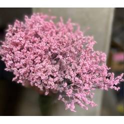 Limonium Col. Tintado Rosa 80cm