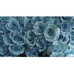 Rosa  Ecu. Tintada Baby Blue 60cm