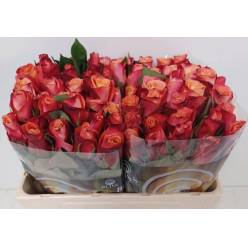 Rosa Hol. Helene 50cm