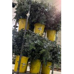 Eucalipto  Sur Cinerea "SUPER"