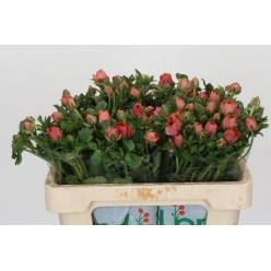 Ranunculos Hol. Butterfly Salmousse 50cm 30gr Nj. "T10"