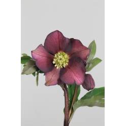 Helleborus Queens Red 50cm