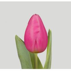 Tulipan Hol. Pink Ardour 40cm Frs. (7 Dias - 2�)