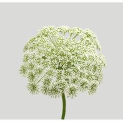 Ammis Casablanca 70cm (7 Dias - 2�)