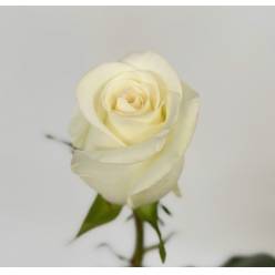 Rosa Ecu. Alba 70cm Bl. (7 Dias - 2�)